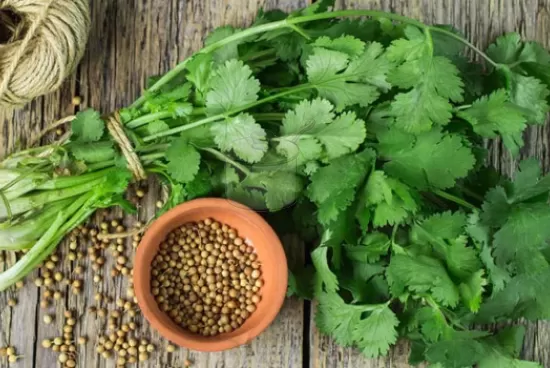 Gollandro Taze Soğan Salatası