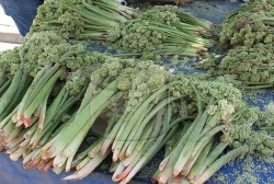 Erzincan Yabani Otları